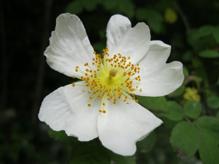 White wild rose in natureの写真素材