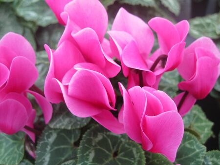 Magenta cyclamenの写真素材