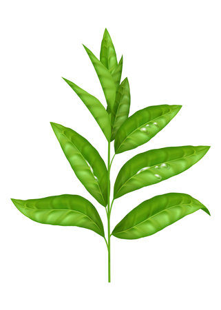 Realistic green leaf vector set. Fresh and organic herbal elements isolated on white. Nature and eco concept. The natural and organic design is perfect for tea and herbal product packagingのイラスト素材