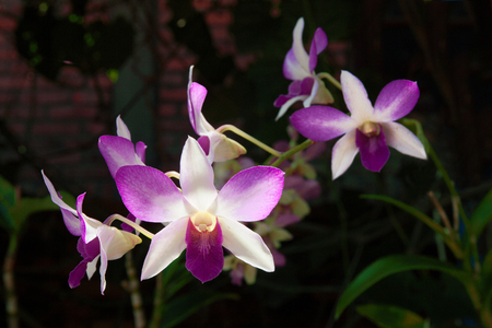 Delicate flowers white -pink orchids in a tropical gardenの写真素材
