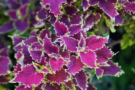 Coleus Blumei with tracery purple leaves in the tropical  gardenの写真素材