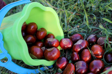 a pile of chestnuts in the children's bucketの写真素材