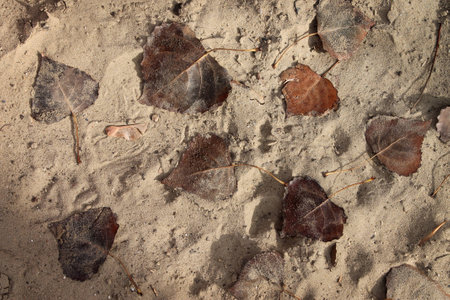 Sand background with dried autumn leaves evokes nostalgic memories and suggestive of ancient imprints of plants remaining in the limestoneの写真素材