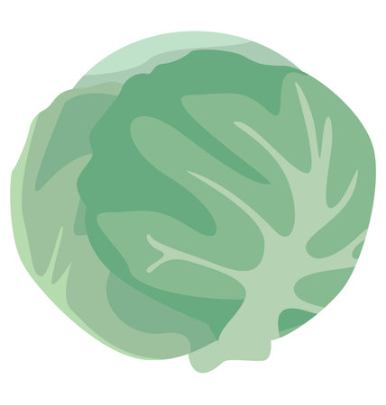 juicy ripe cabbage - delicious and healthy food. eps10のイラスト素材