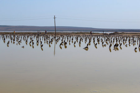 Wooden stumps in salt crystals stands in the brine of the salt lake Baskunchak against a blue sky...