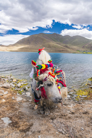 Yak on the shore of Yamdrok Lake, one of the three largest sacred lakes in Tibetの写真素材