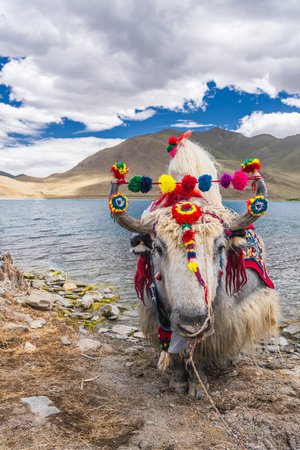 White yak standing on the lakeside of Namtso, Tibet, Chinaの写真素材