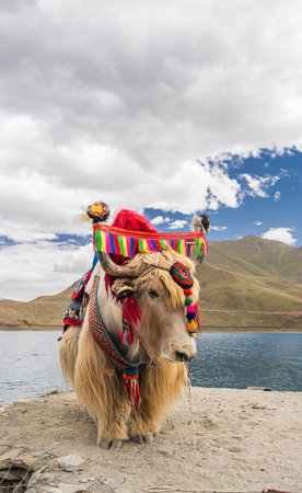 Decorated white tibetan yak at the Yamdrok lake in Tibet, Chinaの写真素材
