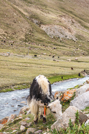 Yak on the road during the ritual kora yatra around Mount Kailashの写真素材