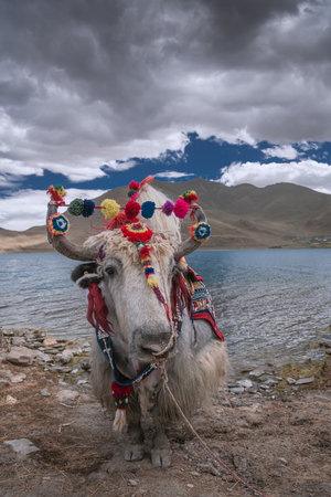 Decorated white Tibetan yak at the Yamdrok lake in Tibet, Chinaの写真素材