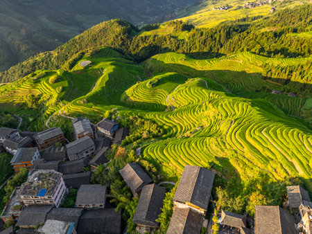 Wooden village houses and lush green rice terraces lit by golden morning light, Longji Rice Terracesの写真素材