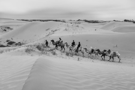 Camel caravan going through the desert, Inner Mongolia, China. Dramatic dark sky with copy space for...