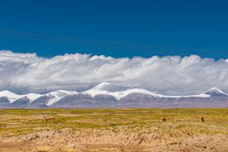 A group of wild Tibetan antelopes on the Qinghai-Tibet Plateau with the Kunlun Snow Mountainsの写真素材