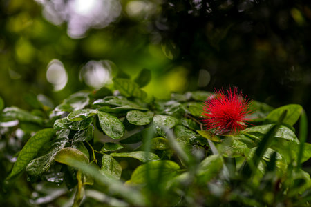 Closeup of Red ohia lehua Flowerの写真素材