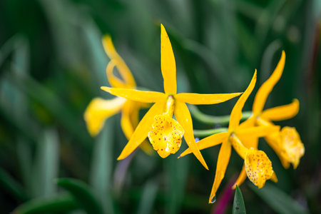Close up of Cattleya rechara frances fox Orchid. Orchid genus Myrmecatavola. Yellow and red orchidsの写真素材