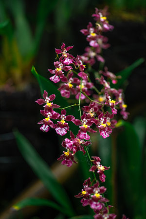Oncidium Sharry Baby, is a species of orchids from the subtribe Oncidiinae of the orchid family Orchidaceaeの写真素材