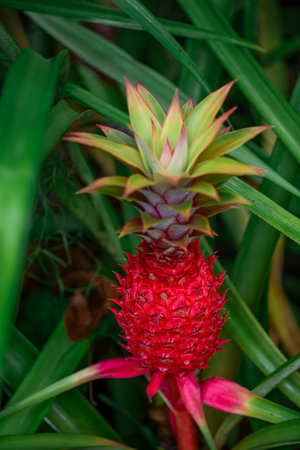 A rare species of red pineapple grows wild in the city center of Surabayaの写真素材