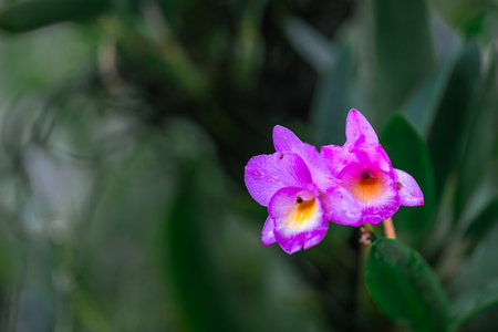 Broughtonia sanguinea orchid flower from Jamaicaの写真素材
