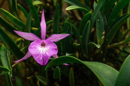 A blooming Brassocattleya orchid with vibrant purple-pink and white petals, set against a natural garden backgroundの写真素材