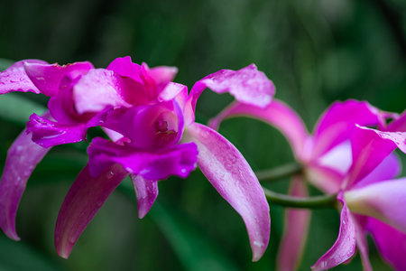 A photo of a stunning purple orchid species, known as Cattleya violacea Latin nameの写真素材
