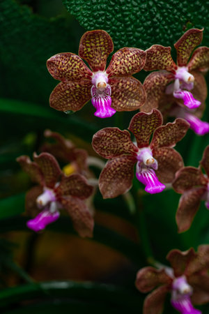 Multicolored orchids in Singapore botanical gardensの写真素材