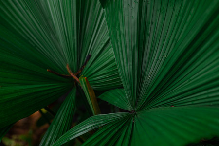 Bright leaves of Licuala grandis or the Ruffled Fan Palm in green tropical garden, backgroundの写真素材