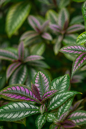Strobilanthes dyeriana, the Persian shield or royal purple plantの写真素材