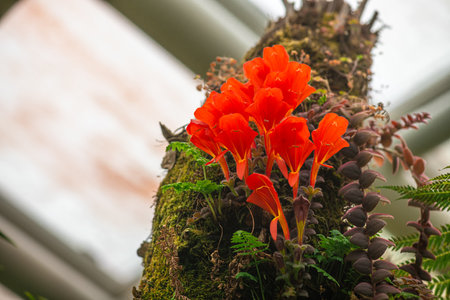 Columnea gloriosa is in the family Gesneriaceae. Some authorities have it as a synonym of Columnea microcalyxの写真素材