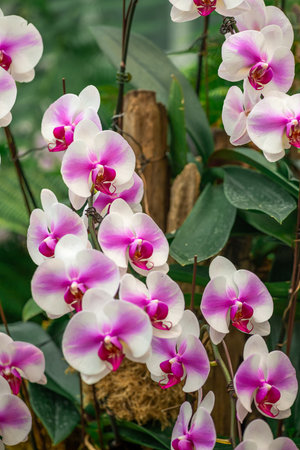Cluster of vibrant spotted orchids on green leaves backgroundの写真素材