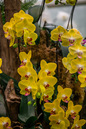 Elegant stem of vibrant yellow Phalaenopsis orchids with delicate pink and maroon centersの写真素材