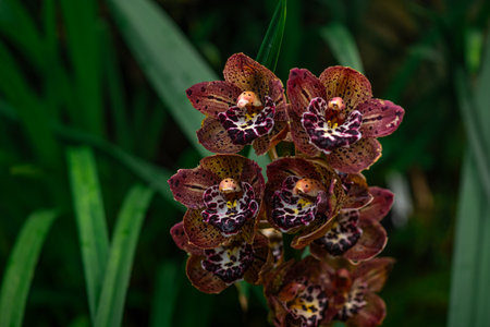 A beautiful bunch of light pink Cymbidium or Boat Orchidの写真素材