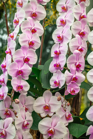 Phalaenopsis Orchid or Phalaenopsis spp. in full bloom, displaying delicate light purple petalsの写真素材