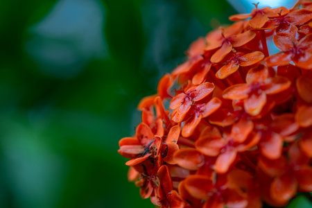 A cluster of Ixora flowers, also known as Jungle Geranium or West Indian Jasmineの写真素材