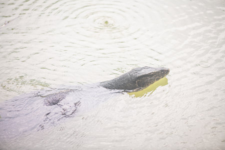 An Asian water monitor Varanus salvator is swimming in the river. Animals. Reptilesの写真素材