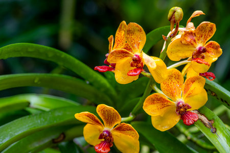 Ascocenda orchid: Vibrant Ascocenda orchid, showcasing a brilliant display of colors