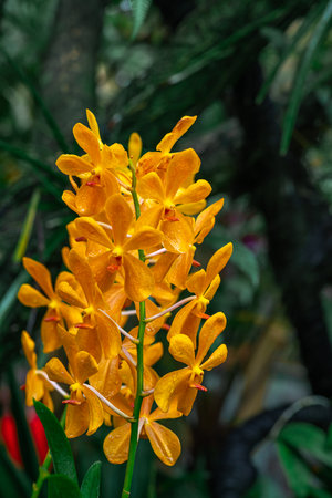 A bouquet of yellow Mokara orchids adorned with fine red-brown spots blooms vividly