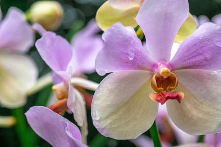 Vanda sanderiana is a species of orchid. It is commonly called Waling-waling in the Philippines