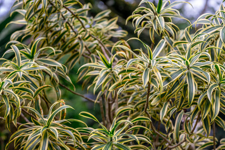 Pleomele or lily bamboo or Song of India plant Dracaena reflexa in the gardenの写真素材