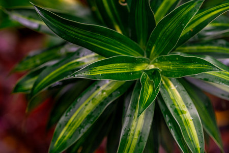 Yucca filamentosa plant at the botanical gardenの写真素材