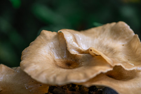 Group of Pleurotus ostreatus mushrooms colonizing a moss and lichen-laden fallen tree in the...