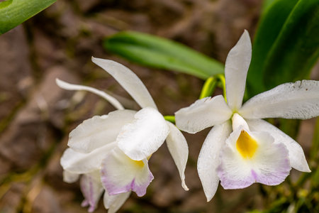 A photo of a stunning white orchid species, known as Cattleya violaceaの写真素材