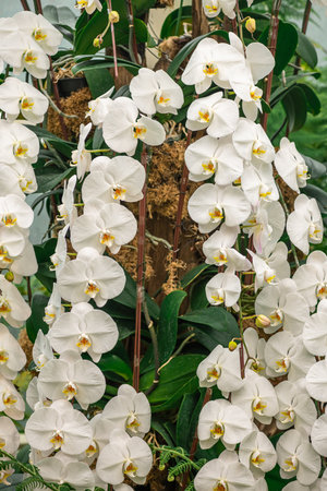 White Phalaenopsis orchids in full bloom with soft backgroundの写真素材