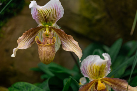 Cultivation of colorful tropical flowering plants orchid family Orchidaceae Paphiopedilum, Venus slipperの写真素材