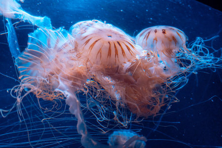 The image shows a jellyfish, possibly a Chrysaora hysoscella or Chrysaora melanaster, swimming underwater. Its bell-shaped body and long tentacles are visible.