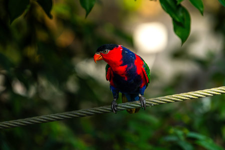 Close up of beautiful Chattering Lory (Lorius garrulus) perched in a tree at the park, selective focus.