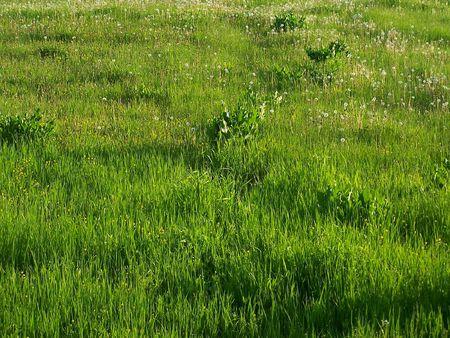 Plants. The nature.