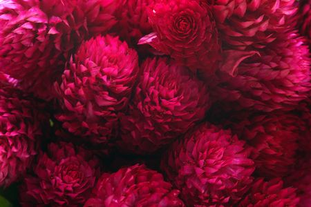 Immortele flowers. macro.の写真素材