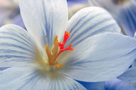 snowdrops flowers. macroの写真素材