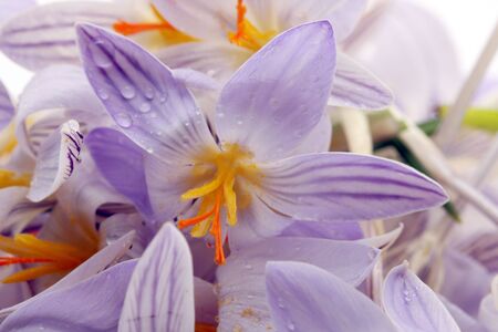 snowdrops flowers. macro
