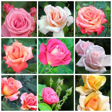 Beautiful collage of roses from nine photosの写真素材